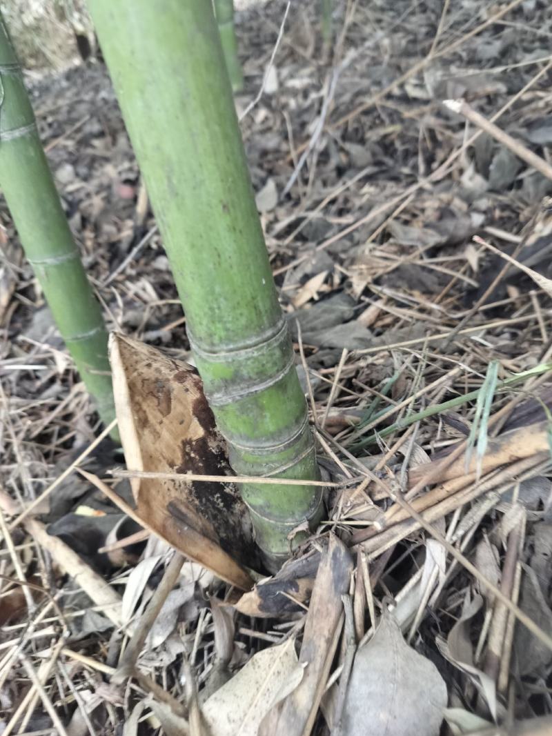 罗汉竹
