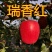 嫁接爱妃苹果，烟富，红富士，冰糖心南北方种植