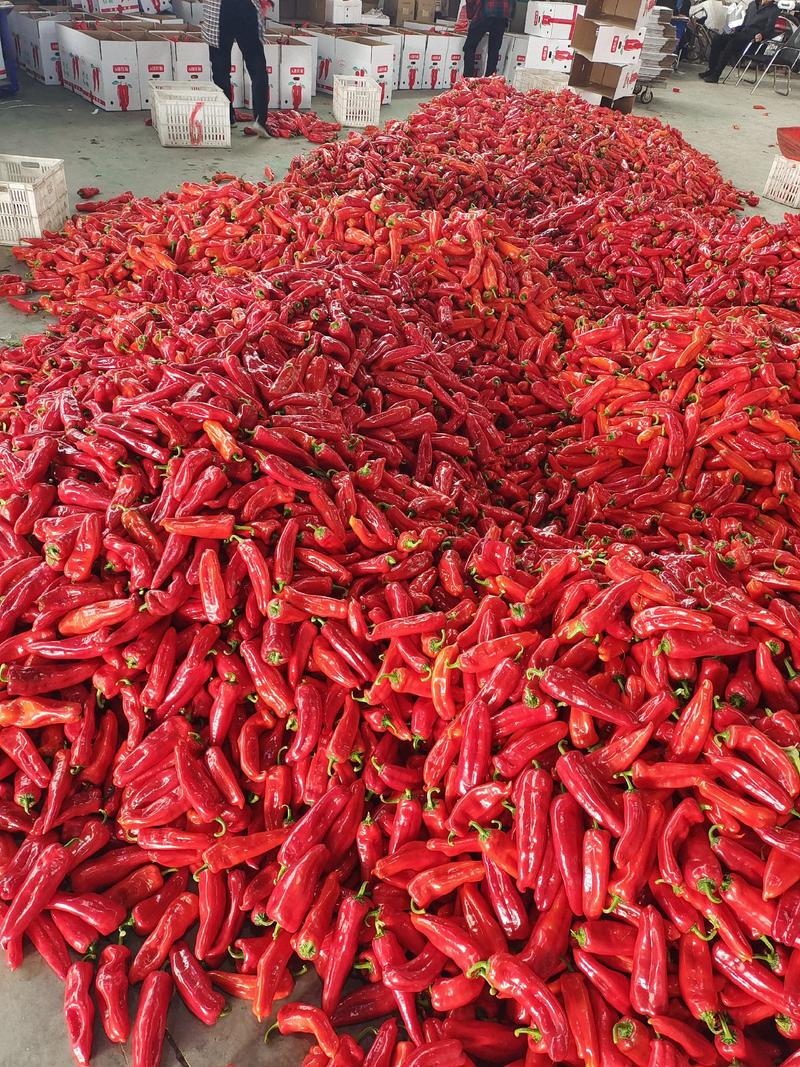 鲜辣椒，精品红泡椒，个大，条直，颜色红，现采现摘