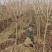 大量出售山楂树！保证质量！成活率高！价格便宜！
