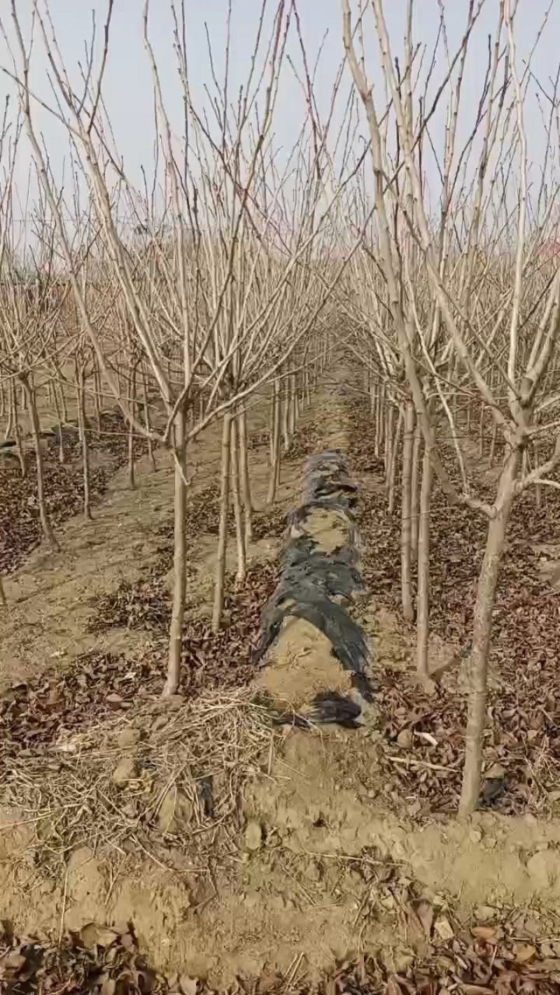大量出售山楂树！保证质量！成活率高！价格便宜！