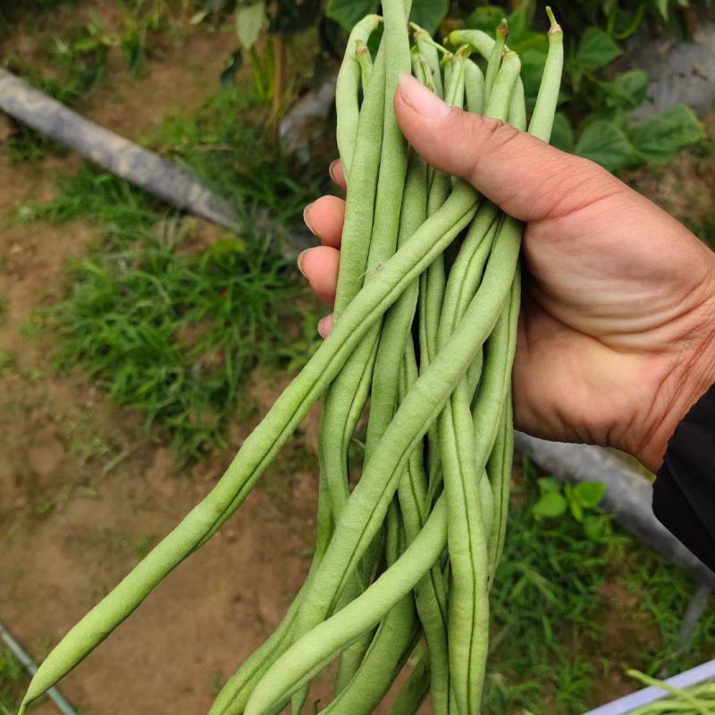 朝天椒