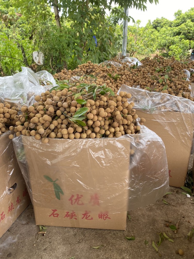广西平南县石硖龙眼8月份上市产地直供，品质保证