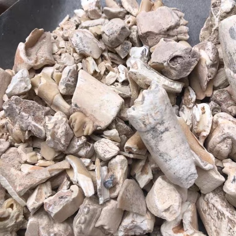 一手货源龙齿纯齿中药材生龙齿白龙齿包邮