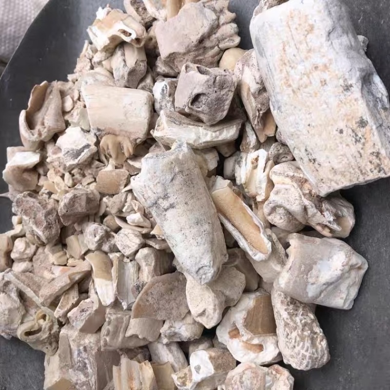 一手货源龙齿纯齿中药材生龙齿白龙齿包邮
