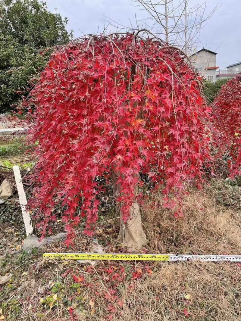 流泉枫树