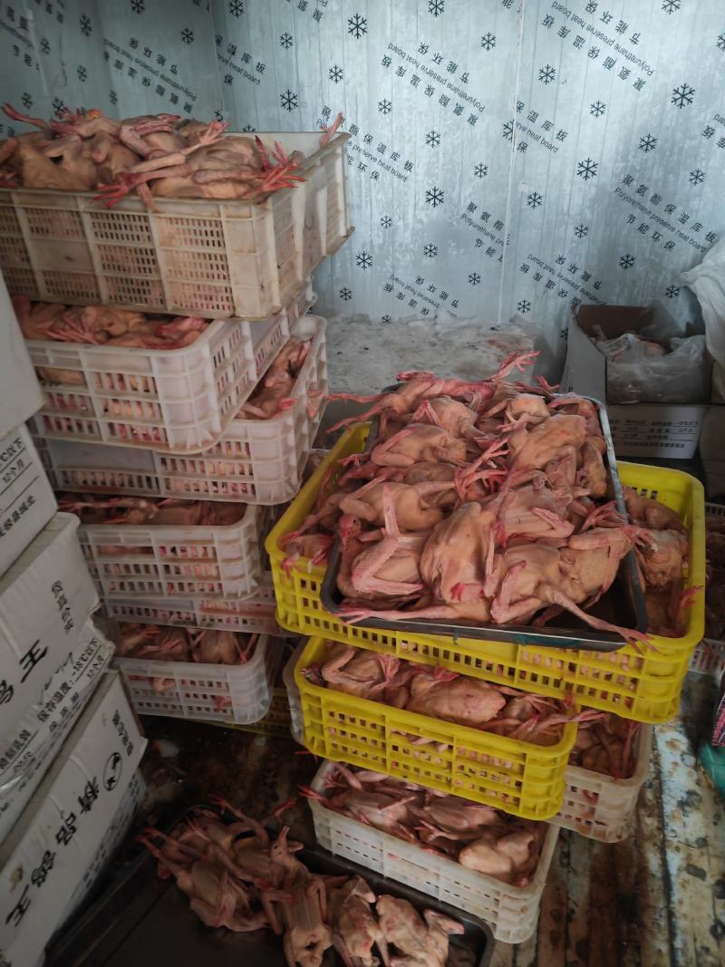 精品老鸽，乳鸽，原粮乳鸽，鸽胗工厂直发