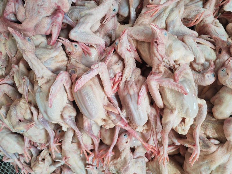 乳鸽原粮乳鸽鸽肉老鸽子，对接餐饮，批发，工厂直发