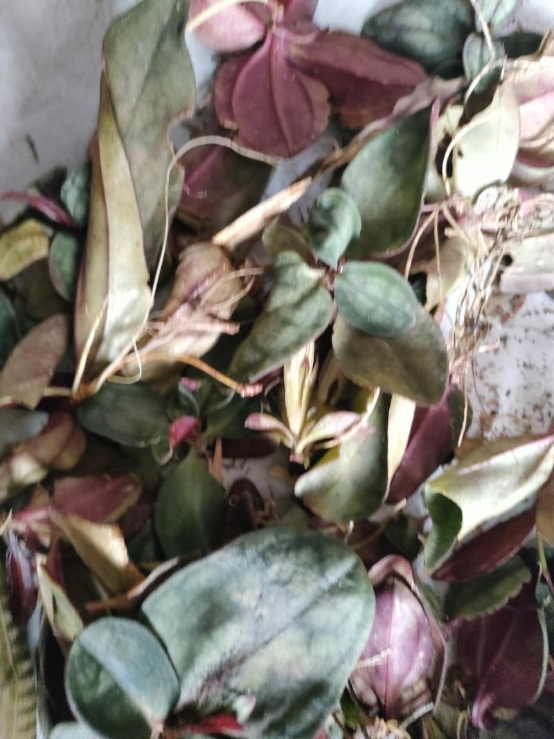 肺形草。双蝴蝶。