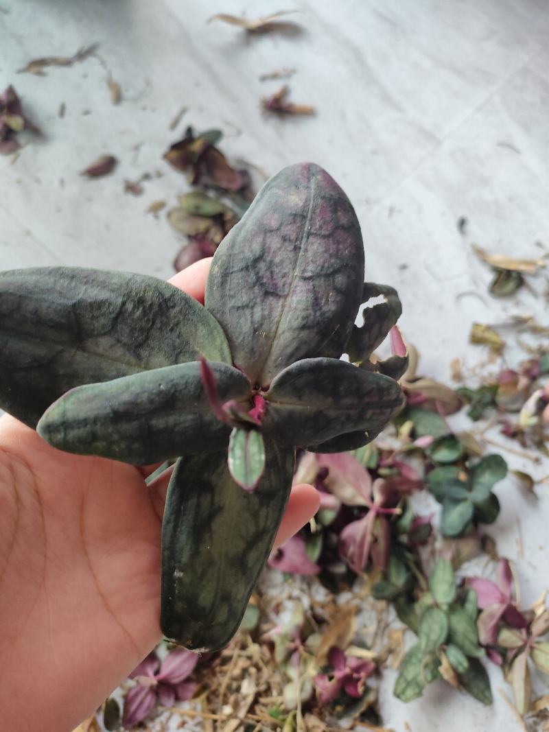 肺形草。双蝴蝶。