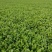 精品荠荠菜基地【推荐】荠菜大量供应产地供应保质保量