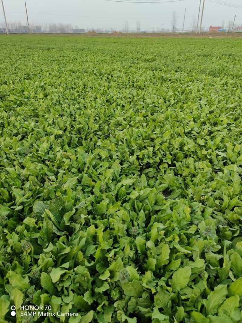 精品荠荠菜基地【推荐】荠菜大量供应产地供应保质保量