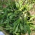 精品荠荠菜基地【推荐】荠菜大量供应产地供应保质保量
