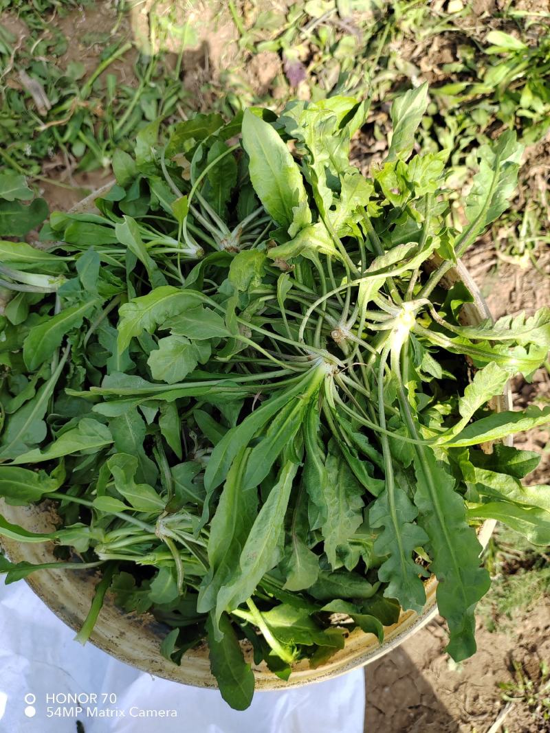 精品荠荠菜基地【推荐】荠菜大量供应产地供应保质保量