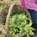 精品荠荠菜基地【推荐】荠菜大量供应产地供应保质保量
