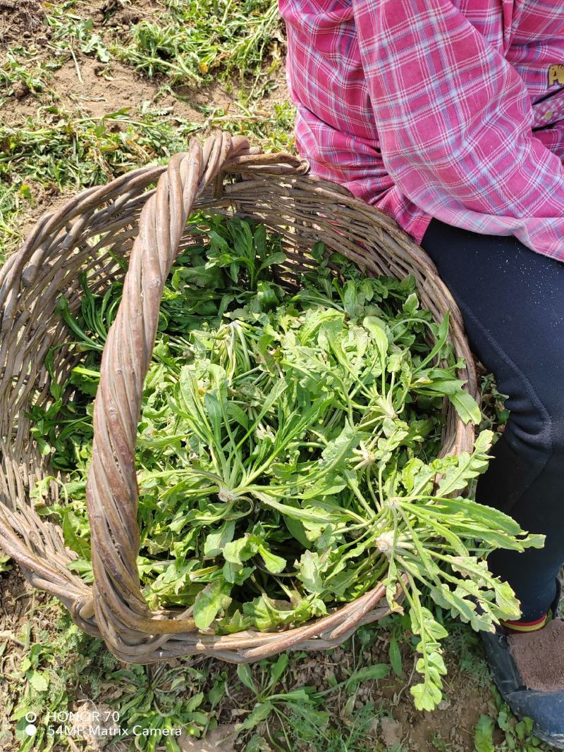 精品荠荠菜基地【推荐】荠菜大量供应产地供应保质保量