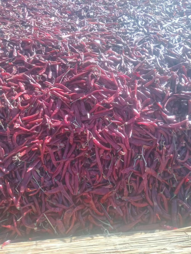 望都椒内蒙古通辽市开鲁县存黑土地种植干辣椒高辣品种颜好
