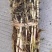 微山湖清水，白根芦苇苗，大量现货各种规格齐全