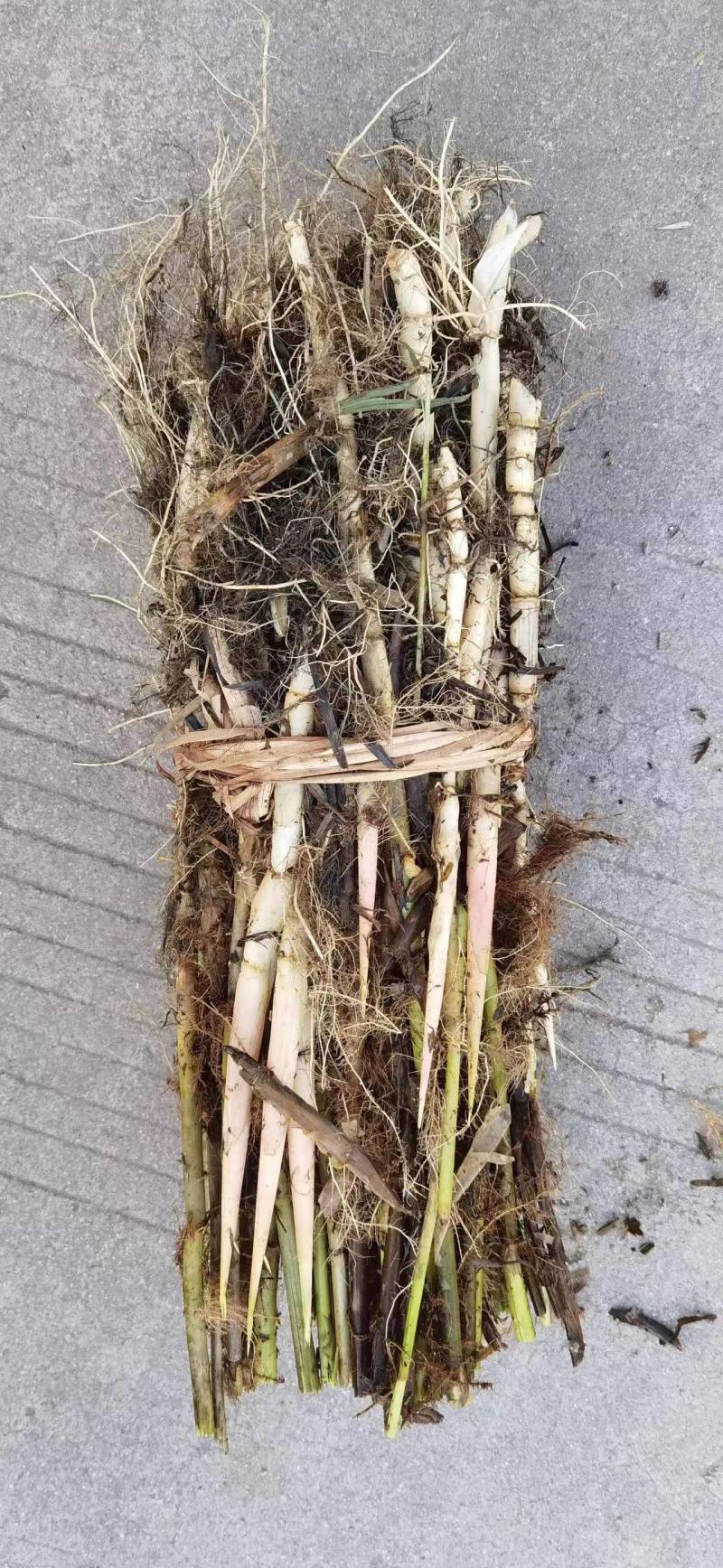 微山湖清水，白根芦苇苗，大量现货各种规格齐全