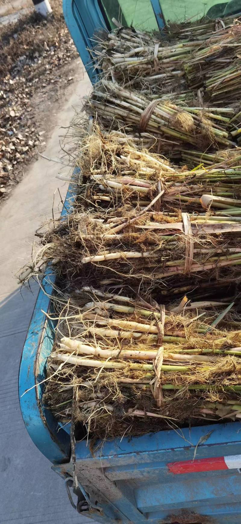微山湖清水，白根芦苇苗，大量现货各种规格齐全