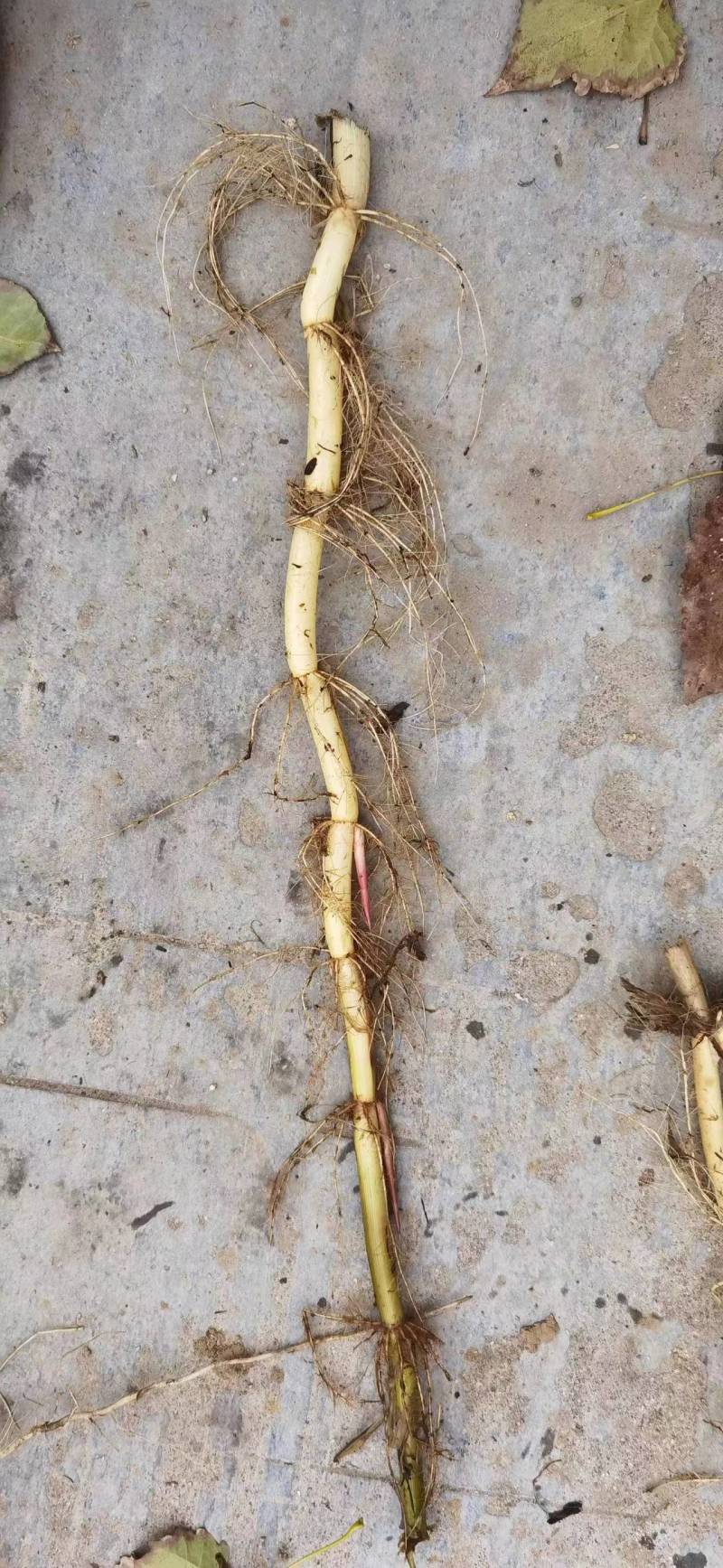 微山湖清水，白根芦苇苗，大量现货各种规格齐全