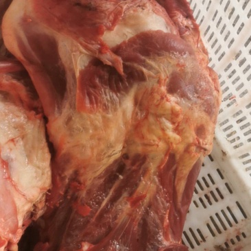 牛腿，牛前腿，牛后腿