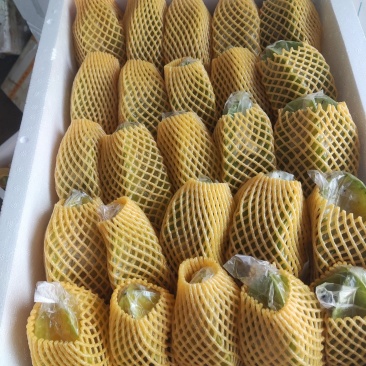 漳州五星杨桃一件代发，代办大量供应，市场批发，社区团购，