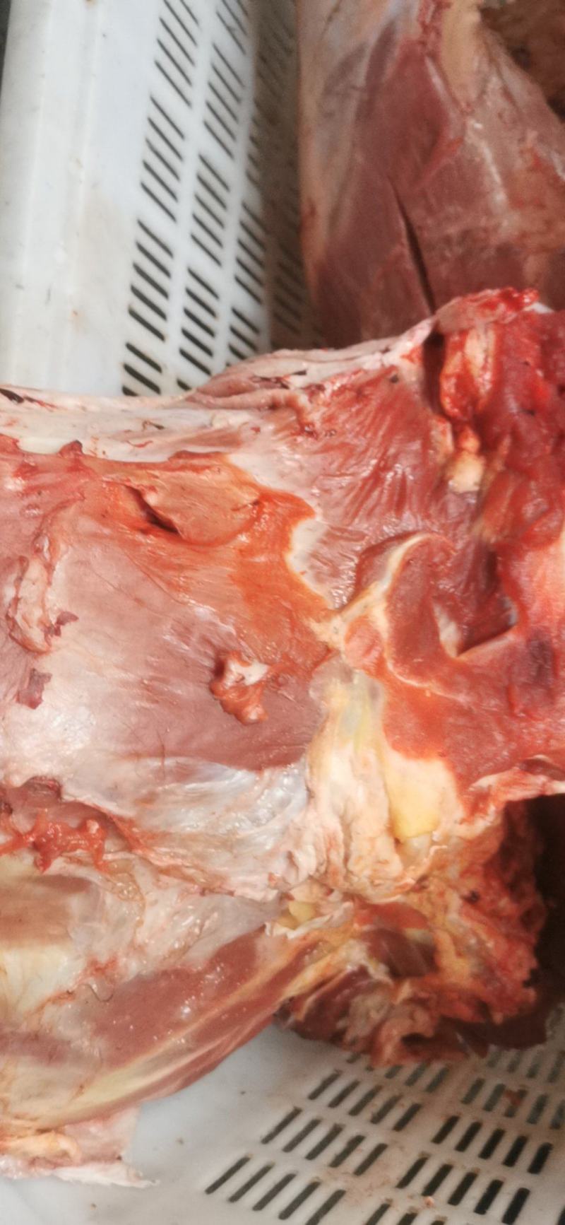 牛腿，牛前腿，牛后腿