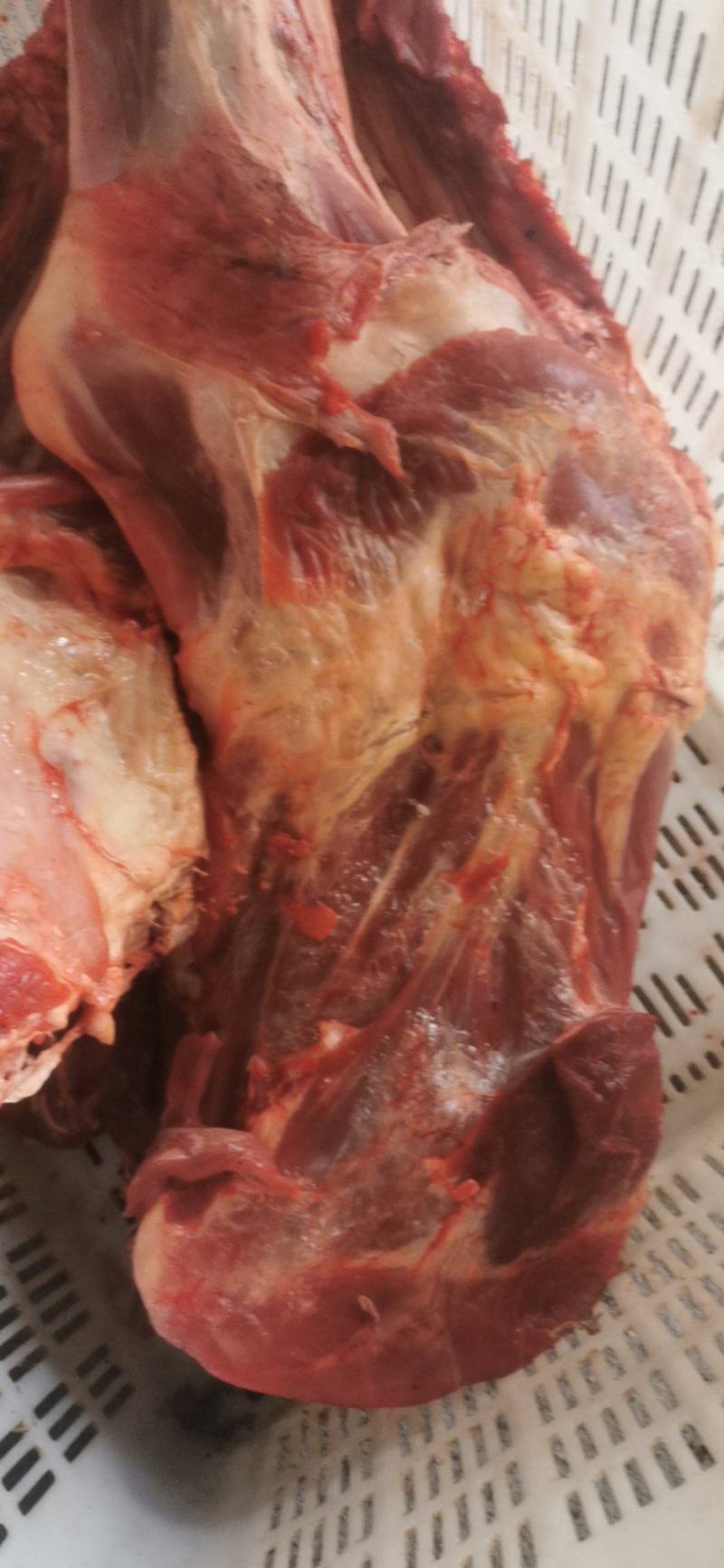 牛腿，牛前腿，牛后腿