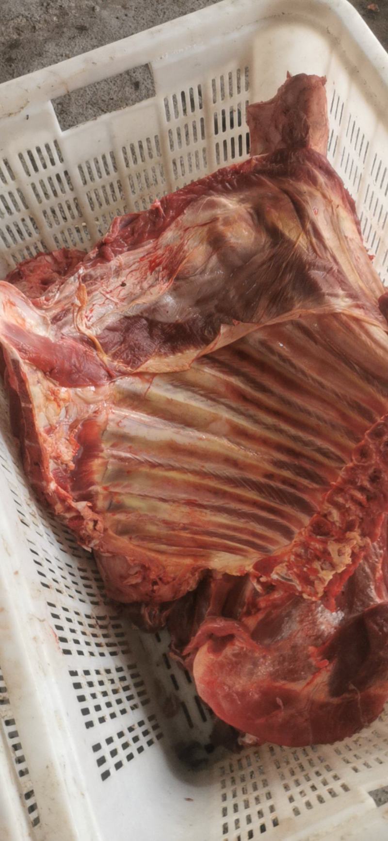 牛腿，牛前腿，牛后腿
