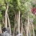 罗汉松