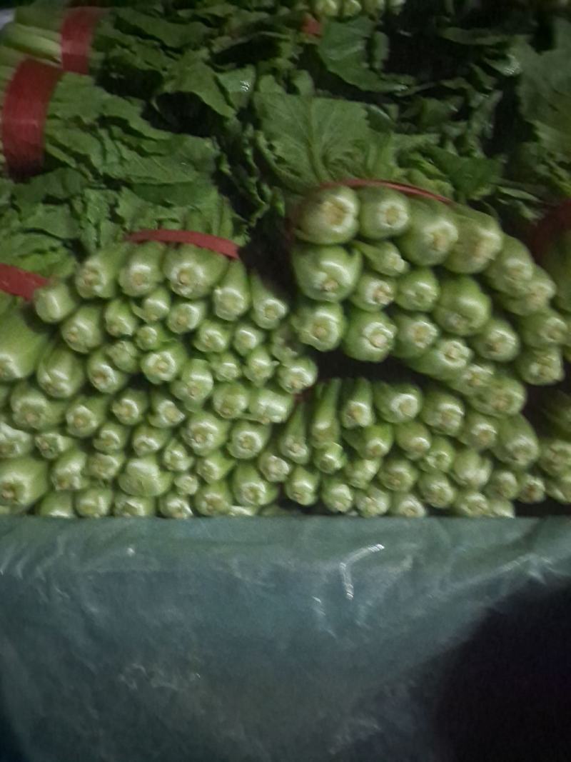 精品小白菜产地直销，质量有保证，货源充足欢迎随时下单