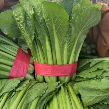 精品小白菜产地直销，质量有保证，货源充足欢迎随时下单
