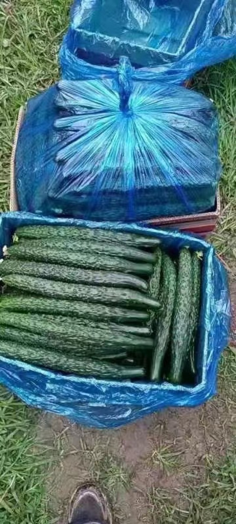 精品黄瓜万亩密刺黄瓜产地全国直发货源充足保质保量