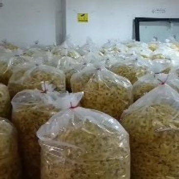 金丝菊4-10公分