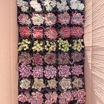多肉植物批发拼箱，十色混装拼箱，彩虹拼箱