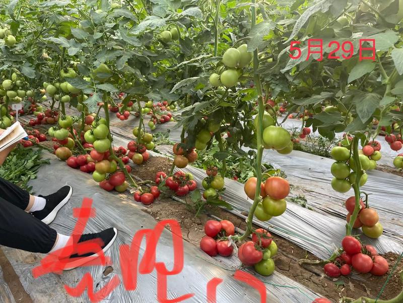春旺17番茄种子粉亮果大果型膨果快抗病囗感好耐低温节间短