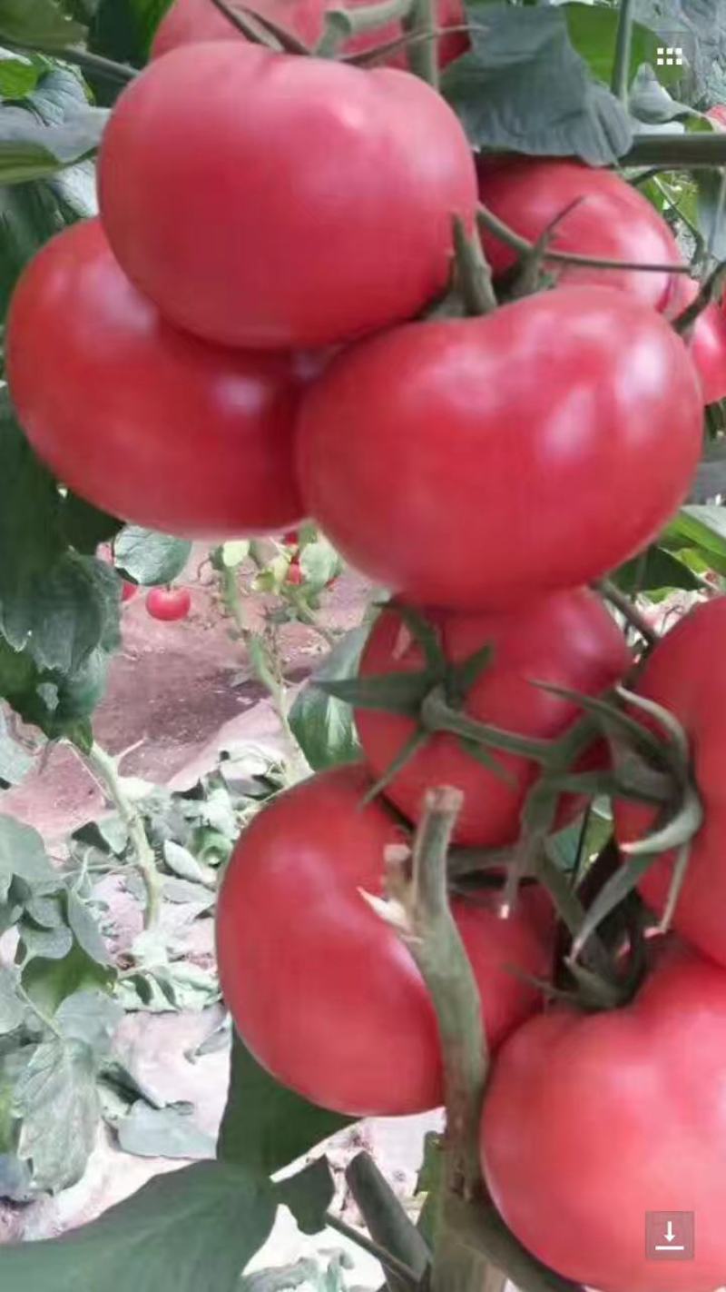 春旺17番茄种子粉亮果大果型膨果快抗病囗感好耐低温节间短