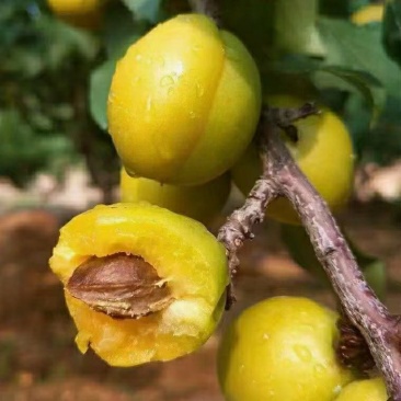 珍珠油杏，5月底6月初熟，客商整车装货可咨询预定