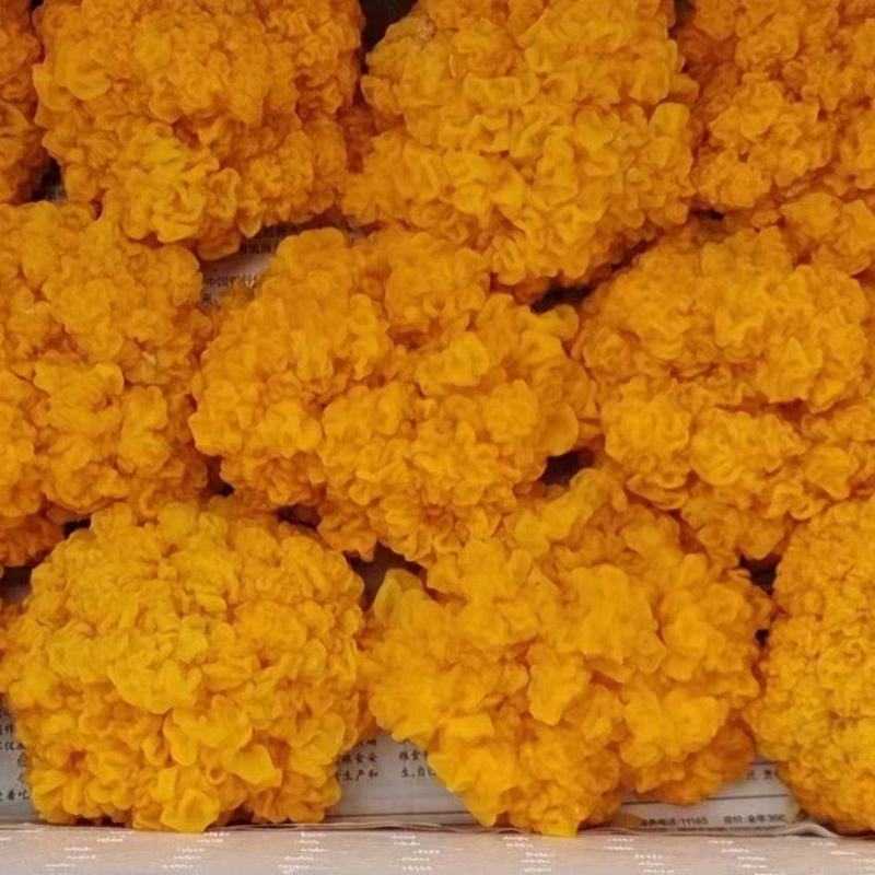 常年大量供应金耳菌包金耳包技术金耳菌包金耳