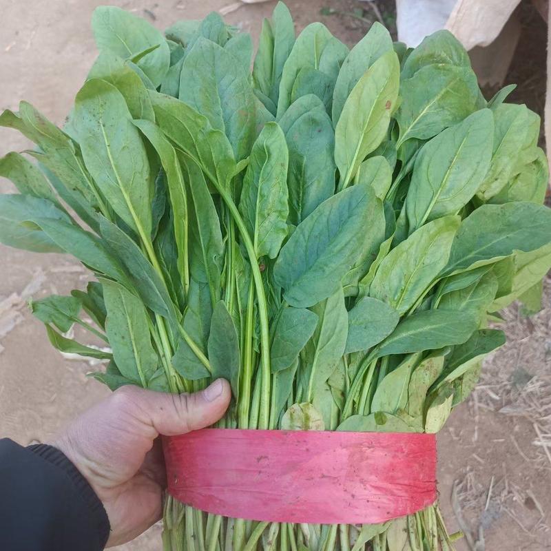 河北邯郸精品小叶杆子菠菜产地直供全国各大市场保质保量