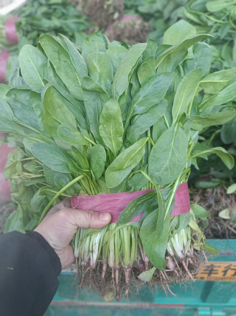 河北邯郸精品小叶杆子菠菜产地直供全国各大市场保质保量