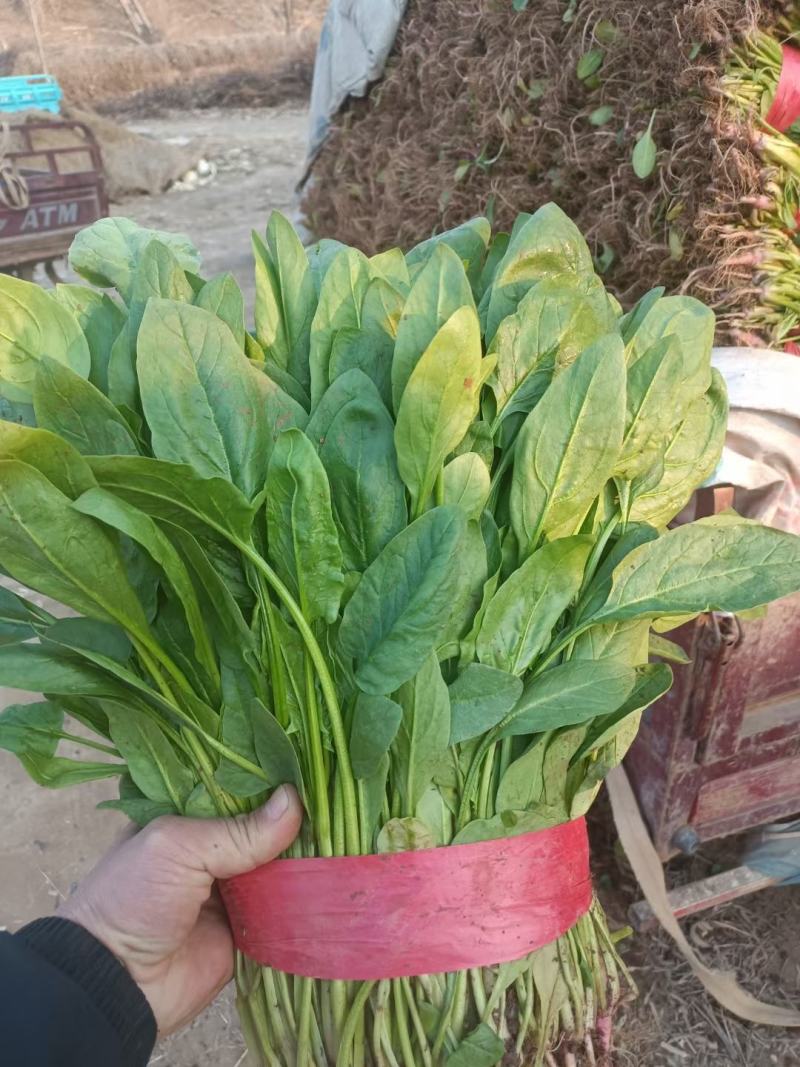 河北邯郸精品小叶杆子菠菜产地直供全国各大市场保质保量