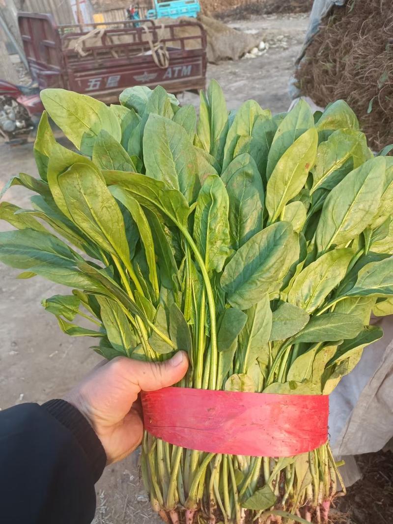 河北邯郸精品小叶杆子菠菜产地直供全国各大市场保质保量