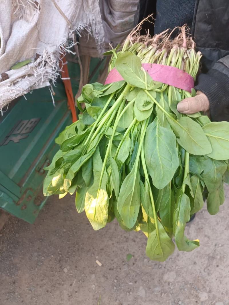 河北邯郸精品小叶杆子菠菜产地直供全国各大市场保质保量