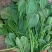 小叶菠菜