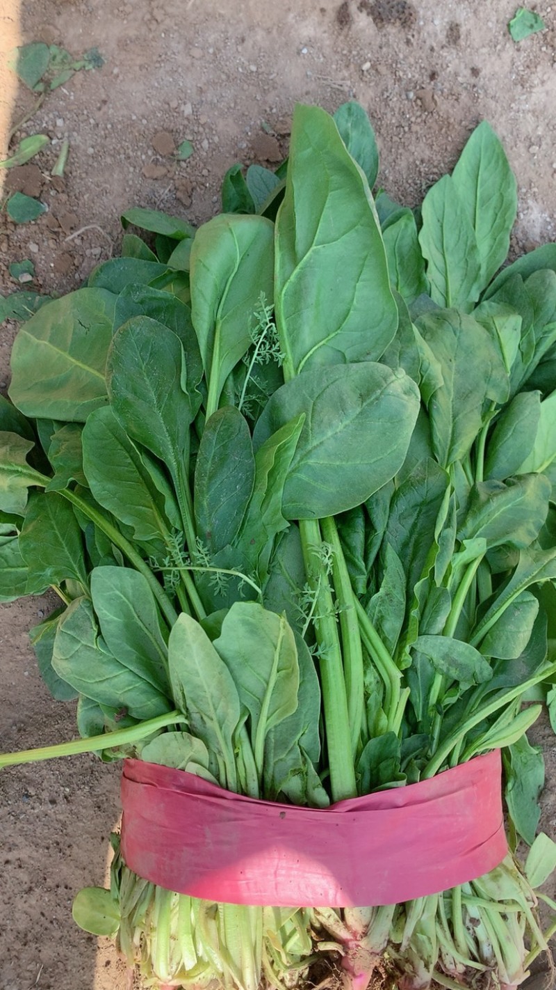 小叶菠菜