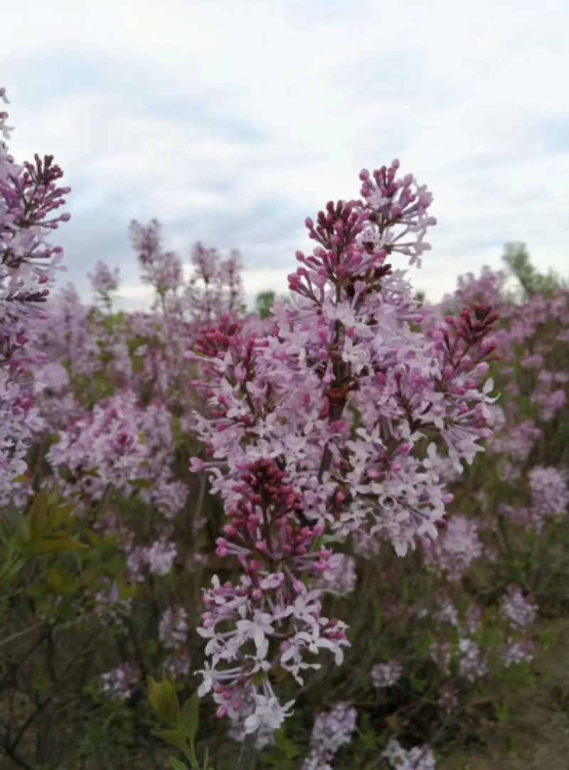 紫丁香苗丁香花量大货优基地直发品质保证