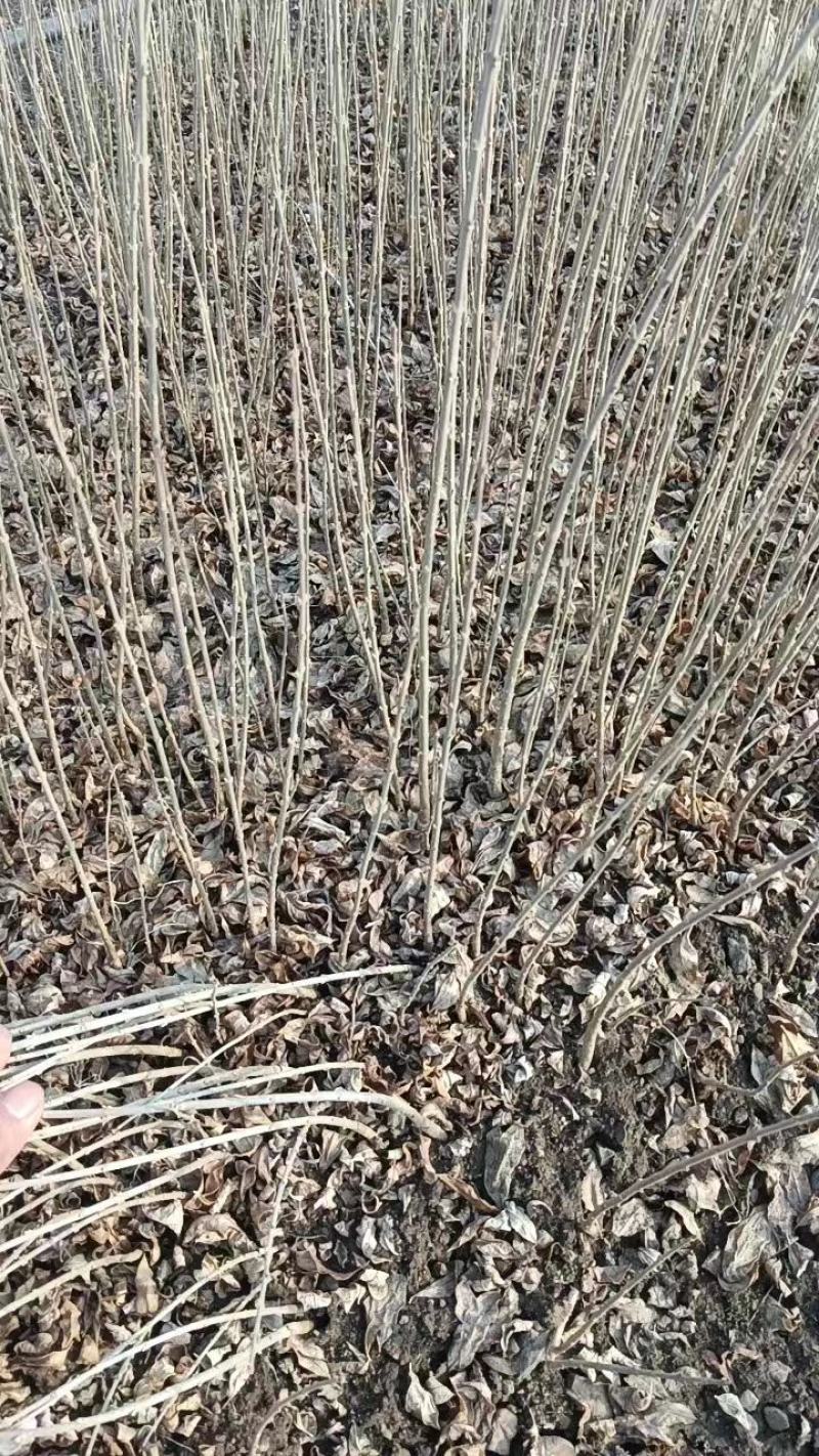 紫丁香苗丁香花量大货优基地直发品质保证