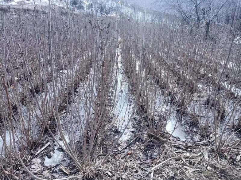 紫丁香苗丁香花量大货优基地直发品质保证